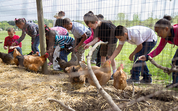 Kids feed chickens through wire fence