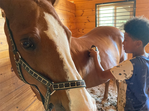 A young boy brushes a horse at Hope Meadows.