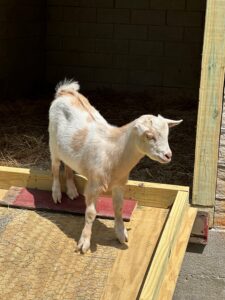 A goat stands on a wooden ramp