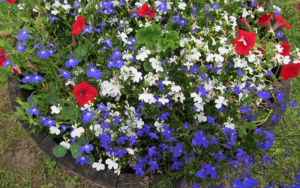 Red, white and blue flowers in a wooden bucket