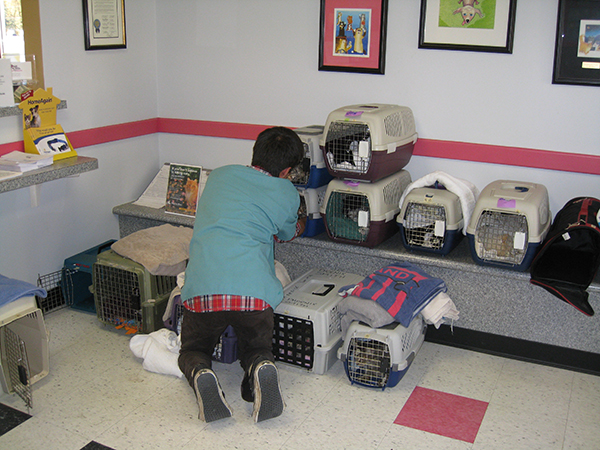 Employee checks on cats in carriers