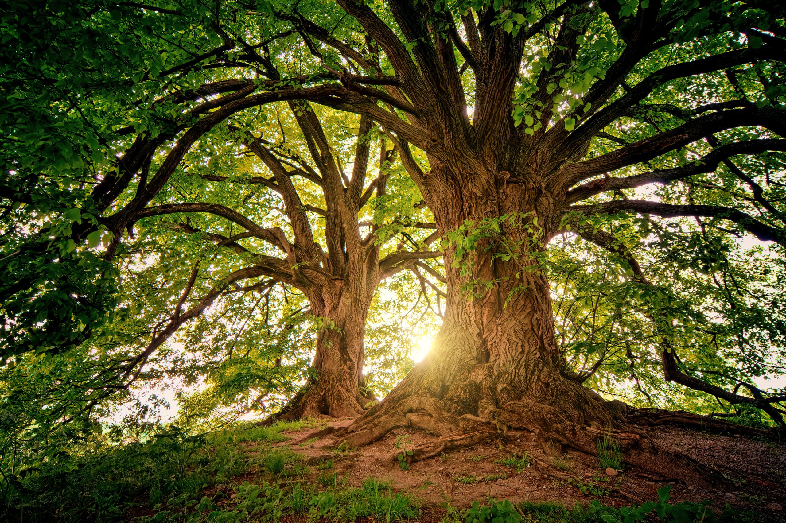 Why You Should Consider Moving Your Annual Grantmaking to the Summer