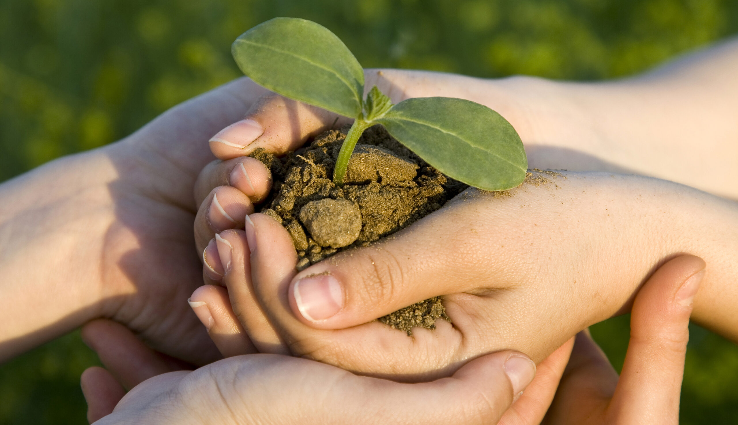Hands holding a budding plant