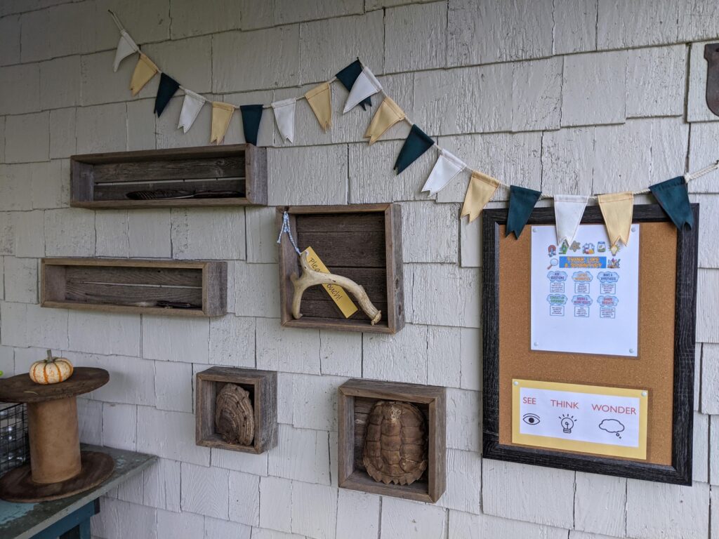 Turtle shells and antlers displayed in boxes on a wall