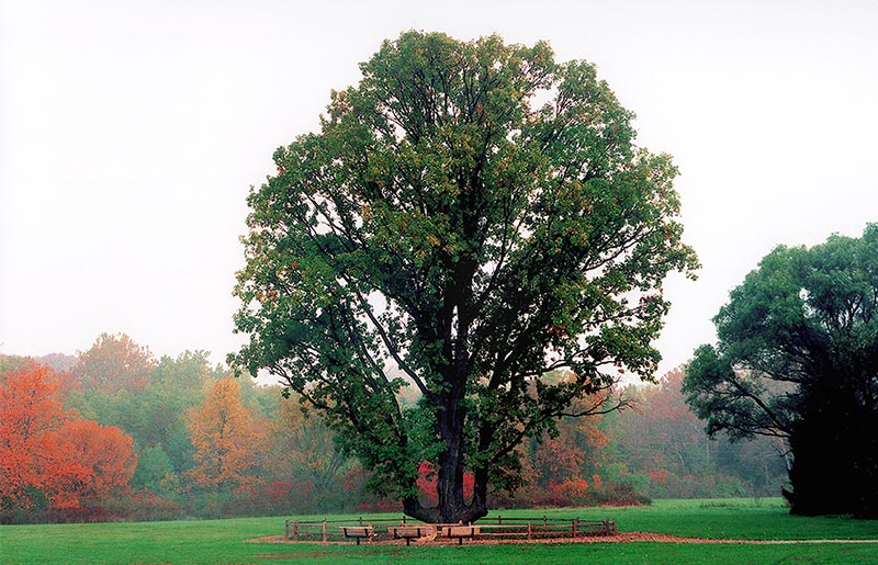 signal tree