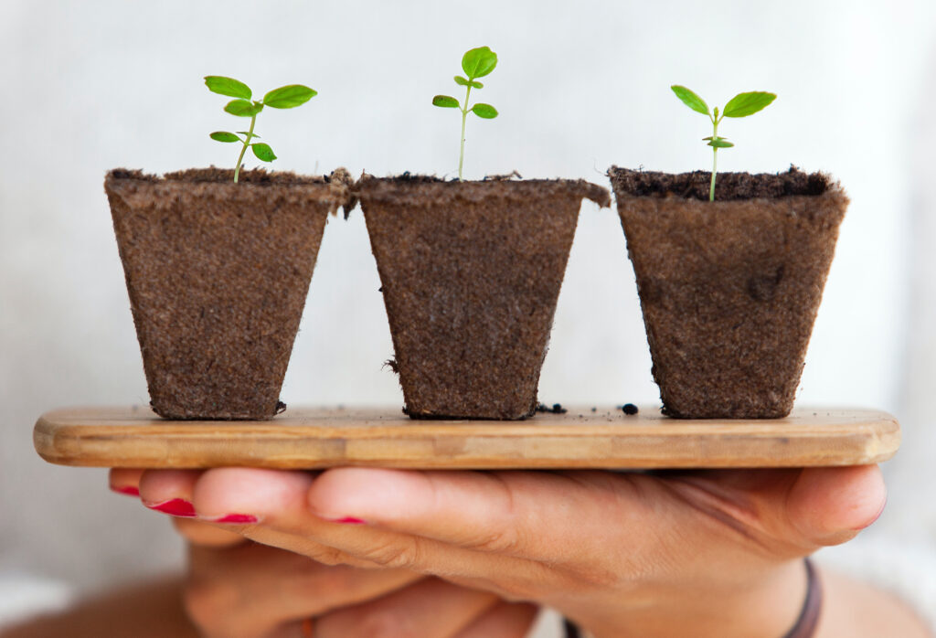 Three plants sprouting out of the dirt