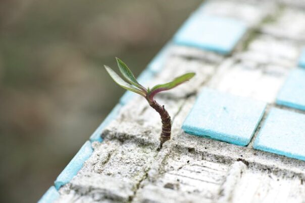 A small plant sprout sticks out among a patch of concrete and tiles.